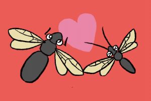 女王アリを捕まえてコロニーを飼育観察！結婚飛行の時期は？働きアリだけの観察は？