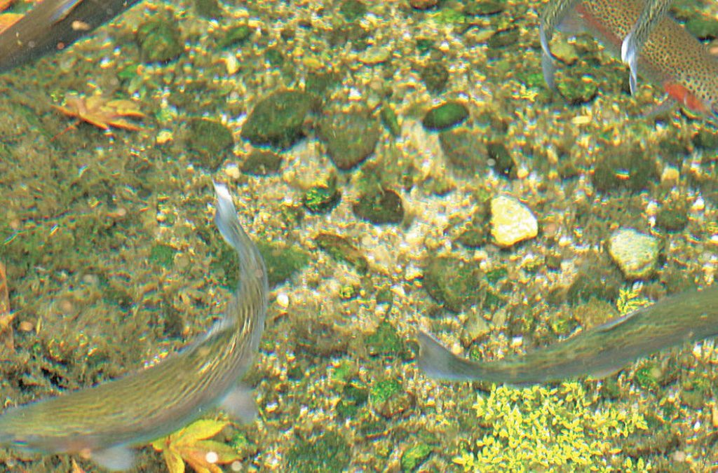 ますつり公園の池で泳ぐマス（福島県）