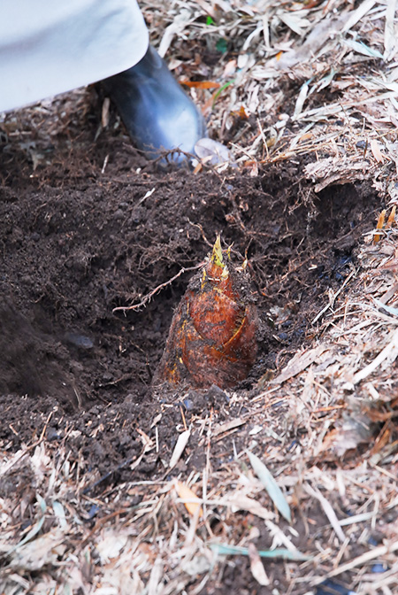 たけのこ掘りの様子/「芝山観光竹の子園」（千葉県/芝山町）