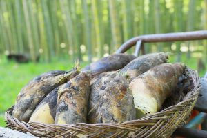 関東でタケノコ掘りを体験できる農園10選！道具の貸出しも（神奈川・埼玉・栃木）