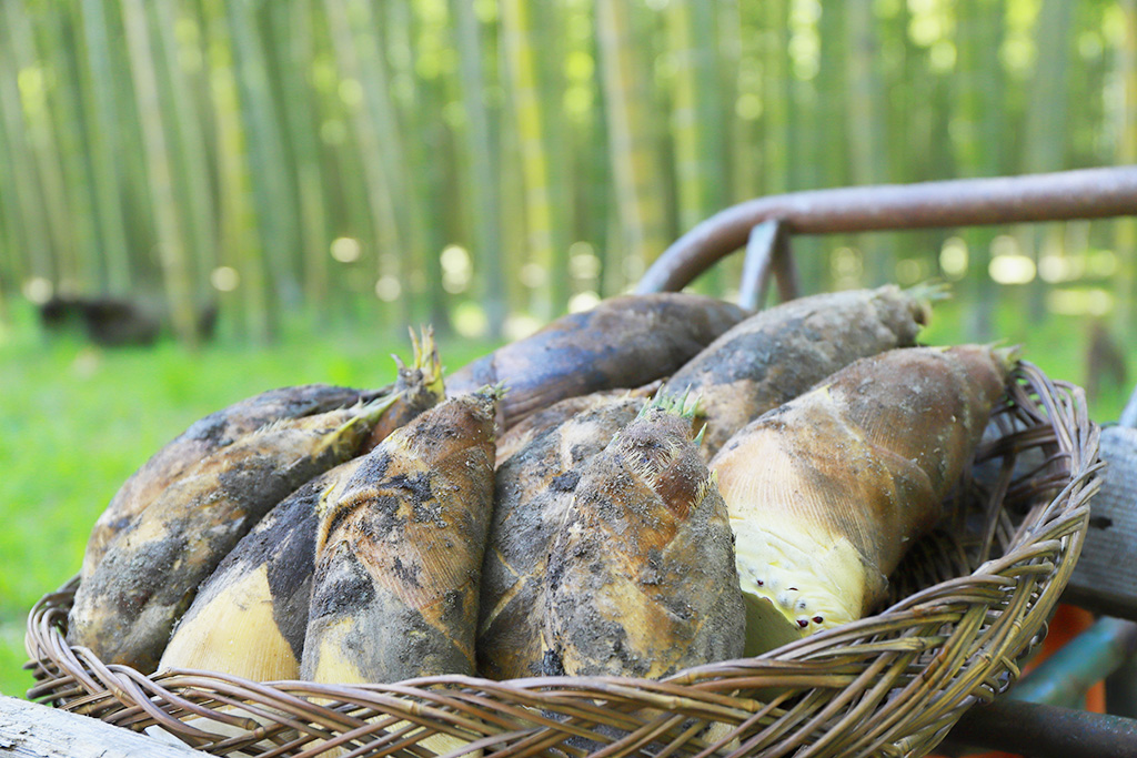 掘ったたけのこ/若竹の杜 若山農場（栃木県/宇都宮市）