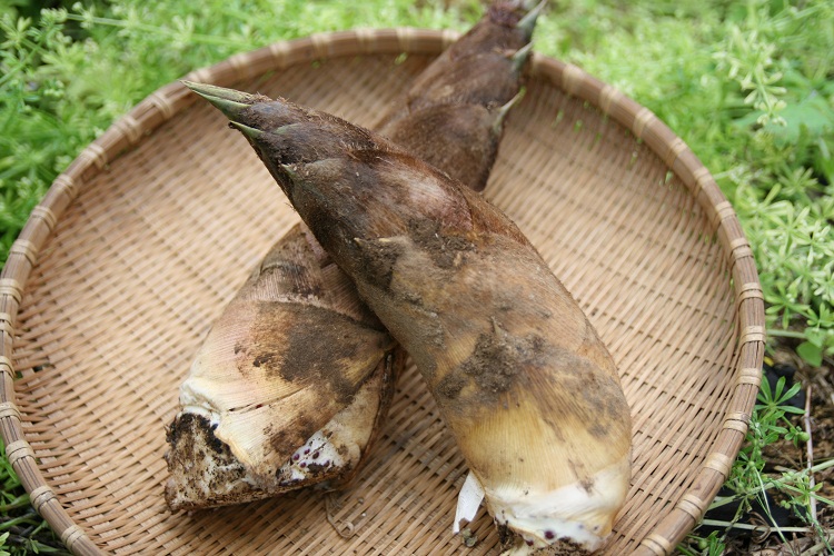 掘ったたけのこ/「やまむろ農園」(神奈川県/小田原市)