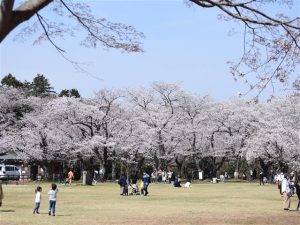 千葉県で桜・お花見がおすすめの大型公園（2025春）子ども連れで桜散歩！
