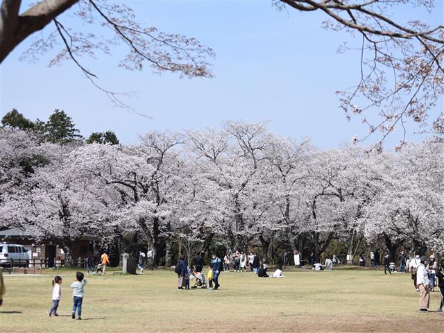 あけぼの山公園（千葉県／柏市）