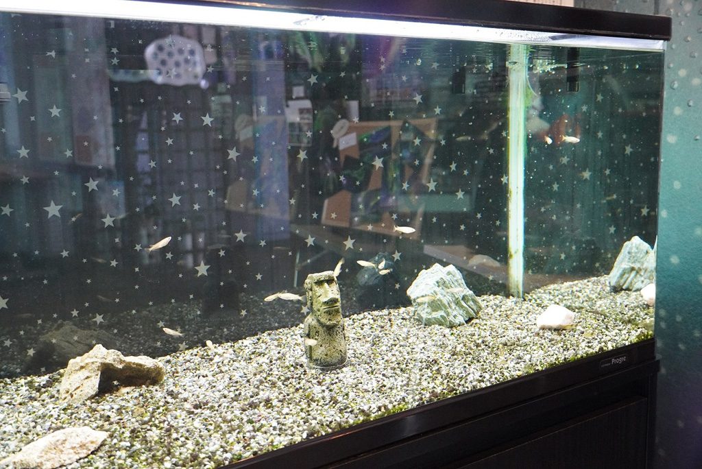 宇宙メダカ/明石市立天文科学館(兵庫県)