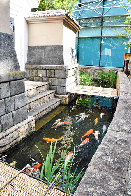錦鯉が泳ぐ池/世田谷文学館（東京都/世田谷区）