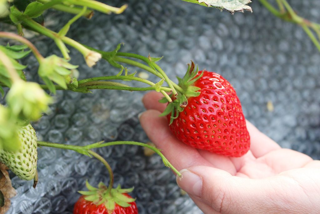 二郎農園のいちご（兵庫県/神戸市）