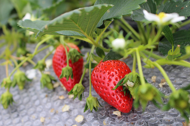 二郎農園(兵庫県/神戸市)