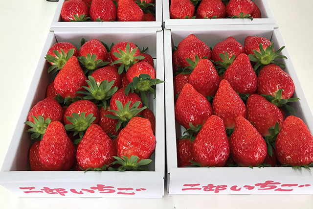 二郎農園のいちご(兵庫県/神戸市)