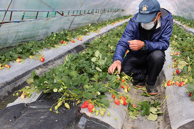 滑浦武志農園のいちご(兵庫県/神戸市)