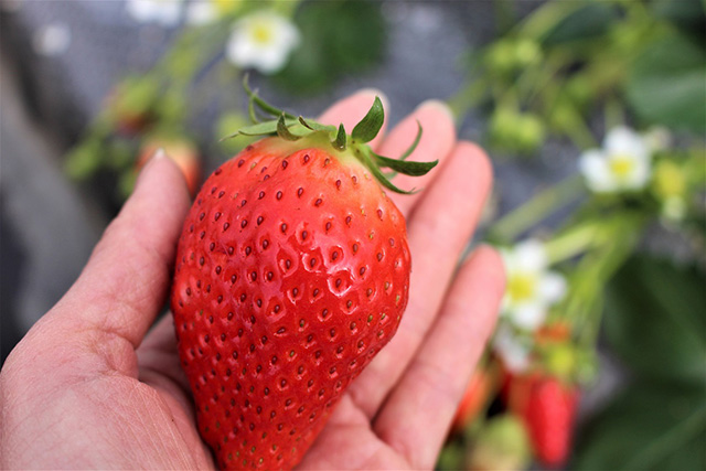 滑浦武志農園のいちご(兵庫県/神戸市)