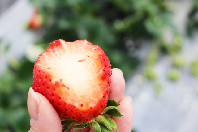 滑浦武志農園のいちご(兵庫県/神戸市)