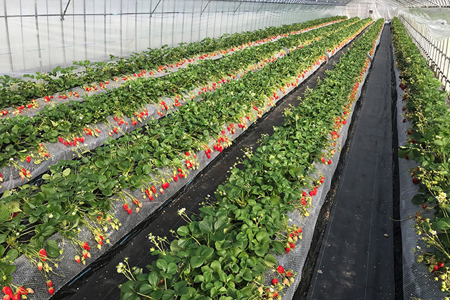 ヤマネコファームのいちご(兵庫県/神戸市)