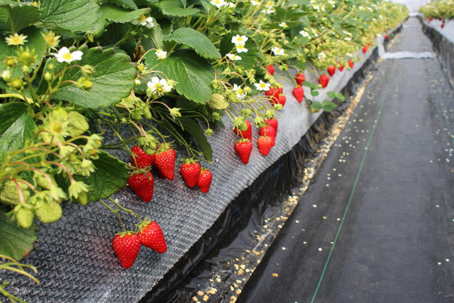 ヤマネコファームのいちご(兵庫県/神戸市)