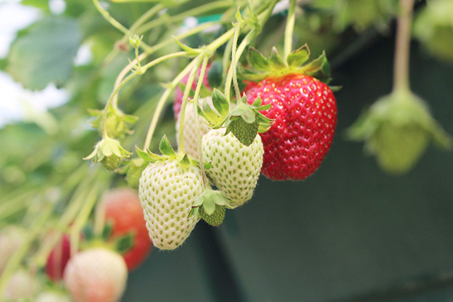 ヤマネコファームのいちご(兵庫県/神戸市)