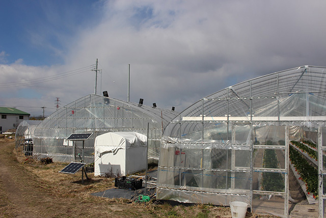 風(ふう)ファーム根木いちご園(兵庫県/神戸市)