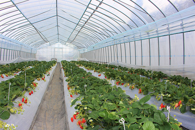 風(ふう)ファーム根木いちご園(兵庫県/神戸市)