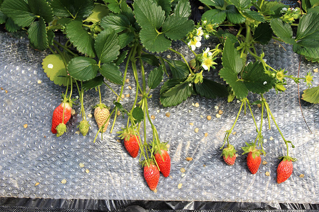 いちご松のいちご(兵庫県/神戸市)