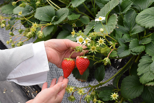 いちご松のいちご(兵庫県/神戸市)