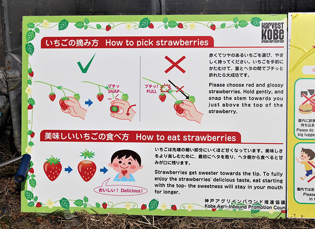イチゴの摘み方/二郎農園(兵庫県/神戸市)