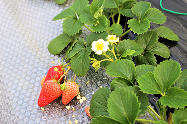 二郎農園のいちご(兵庫県/神戸市)
