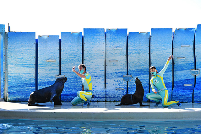 アシカショー/新江ノ島水族館（神奈川県/藤沢市）