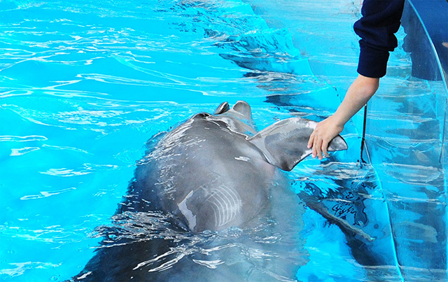 イルカと握手/新江ノ島水族館（神奈川県/藤沢市）