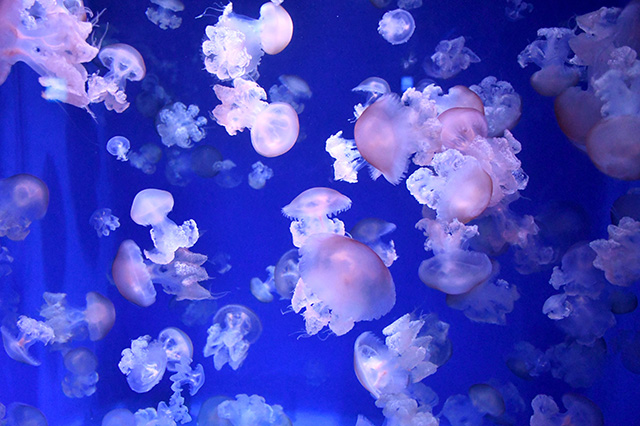 リクノリーザ・ルサーナ/新江ノ島水族館（神奈川県/藤沢市）