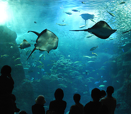 相模湾大水槽/新江ノ島水族館（神奈川県/藤沢市）