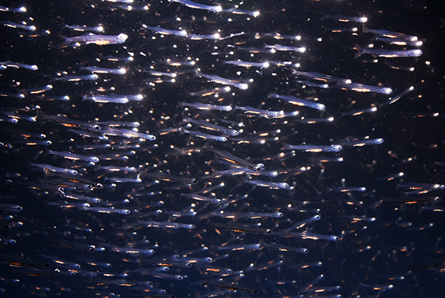 「シラスサイエンス」のシラス/新江ノ島水族館（神奈川県/藤沢市）