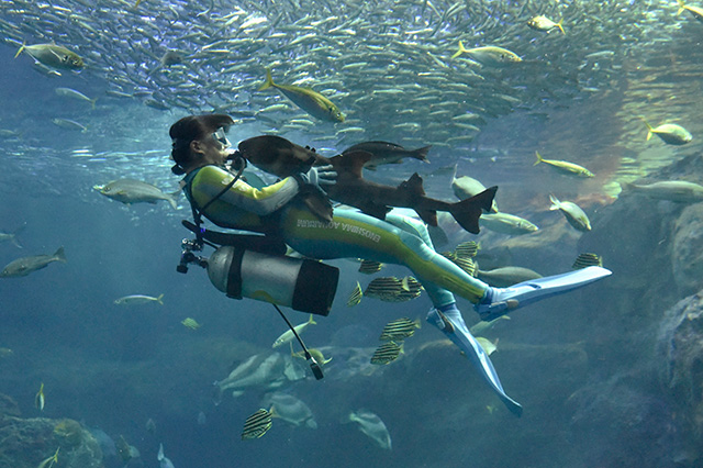 ダイビングショー「うおゴコロ」/新江ノ島水族館（神奈川県/藤沢市）