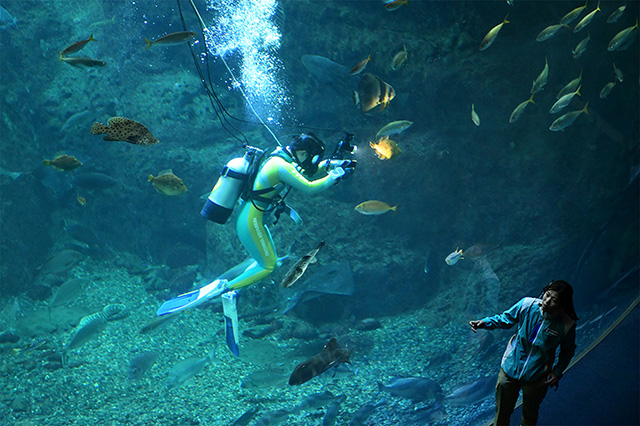 ダイビングショー「フィンズ」/新江ノ島水族館（神奈川県/藤沢市）