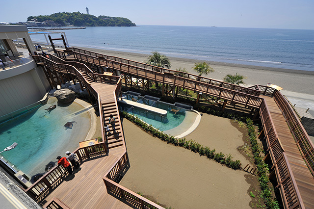 「ウミガメの浜辺」/新江ノ島水族館（神奈川県/藤沢市）