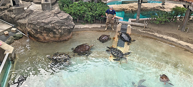 ウミガメ解説パフォーマンス「かめらいふ」/新江ノ島水族館（神奈川県/藤沢市）