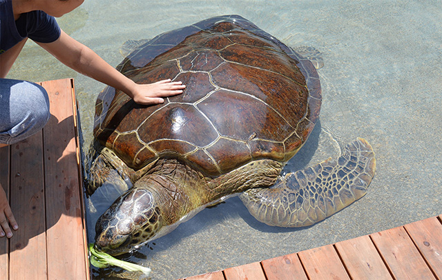 ウミガメとのふれあい/新江ノ島水族館（神奈川県/藤沢市）