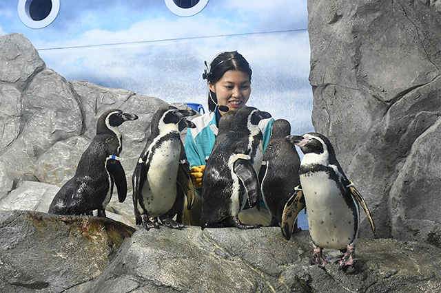 ペンギンショー「ペングィーン！」/新江ノ島水族館（神奈川県/藤沢市）