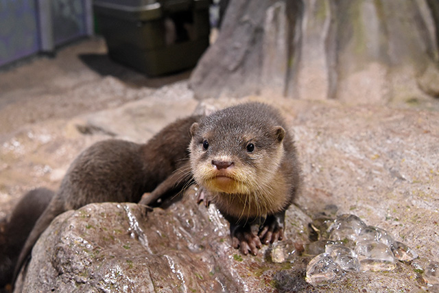 コツメカワウソ/新江ノ島水族館（神奈川県/藤沢市）