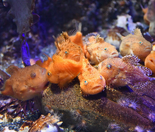 フウセンウオ/新江ノ島水族館（神奈川県/藤沢市）