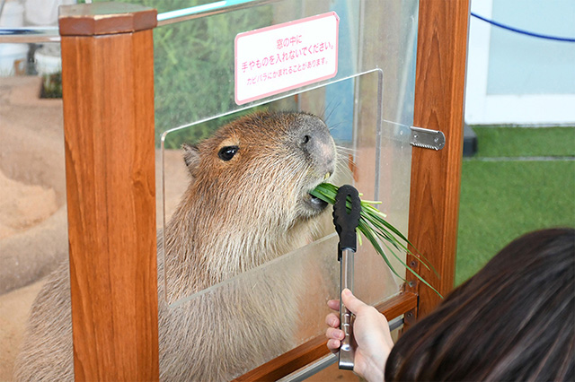 カピバラ/新江ノ島水族館（神奈川県/藤沢市）