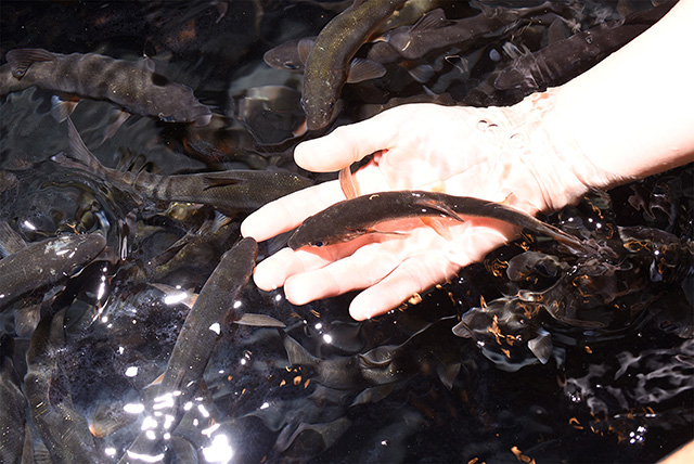 ふれあいプログラム「さかなにごはん」/新江ノ島水族館（神奈川県/藤沢市）