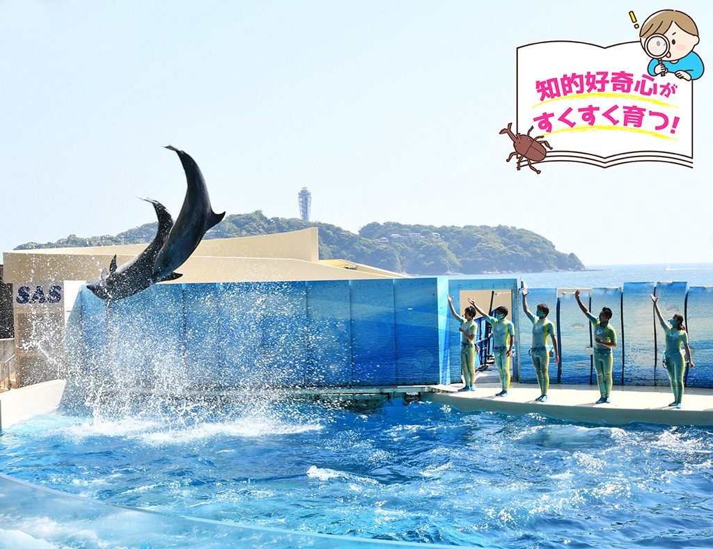 新江ノ島水族館（神奈川県/藤沢市）