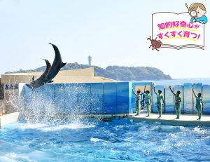 新江ノ島水族館（神奈川県）のクラゲやシラス、そしてイルカに興味津々