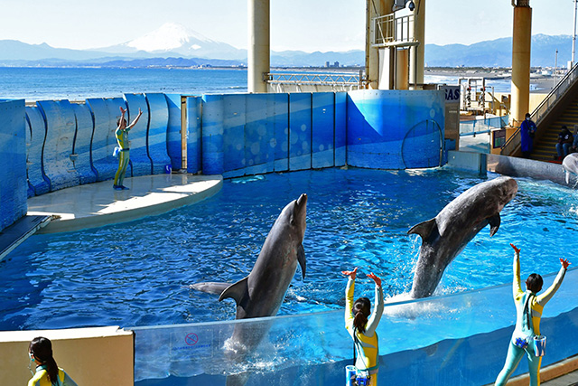 イルカショー「きずな／kizuna」/新江ノ島水族館（神奈川県/藤沢市）