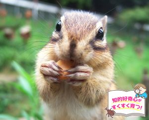 町田リス園（東京都）で小動物に囲まれてリスの習性などを観察