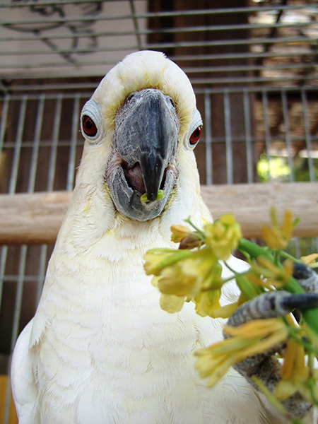 コバタンの「タロウ」/町田リス園(東京都/町田市)