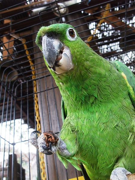 ボウシインコの「ジロウ」/町田リス園(東京都/町田市)