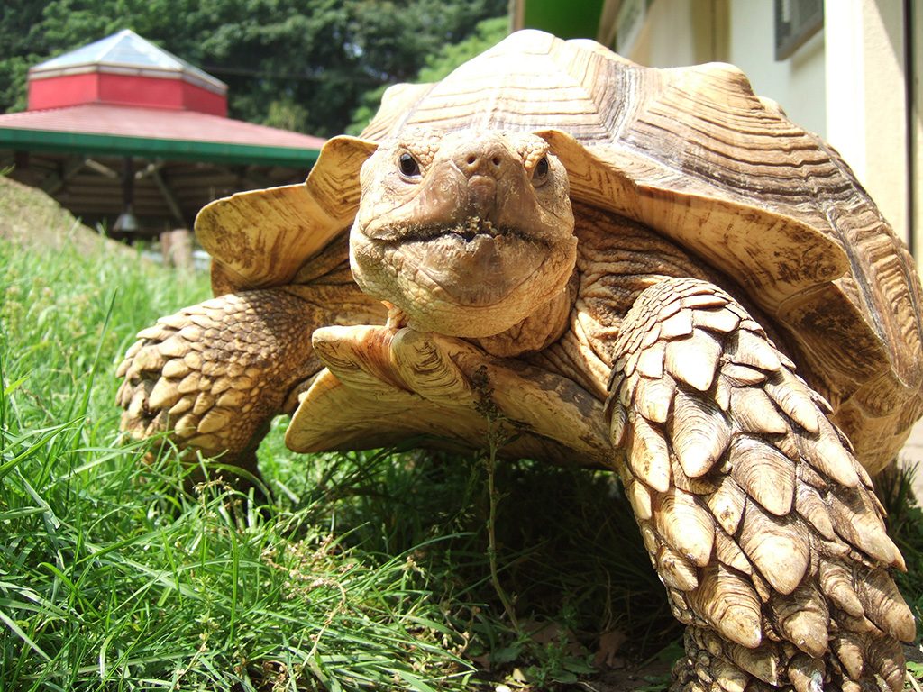ケヅメリクガメの「ジュンコ」/町田リス園(東京都/町田市)