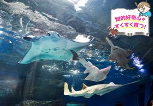 マクセル アクアパーク品川（東京都）のマンタやノコギリエイが刺激的