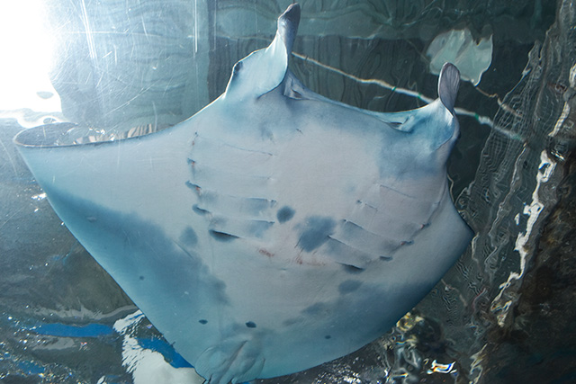 ナンヨウマンタの「カイト」/マクセル アクアパーク品川（東京都/港区）