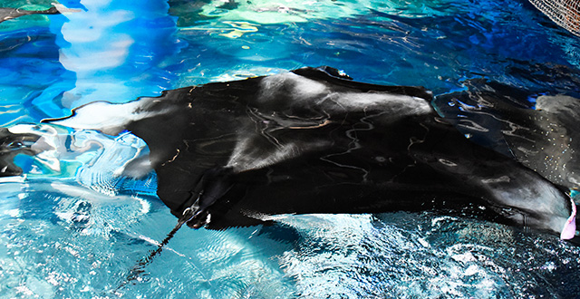 マンタの背中/マクセル アクアパーク品川（東京都/港区）